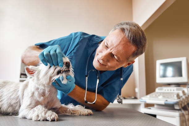 Best Emergency Root Canal Treatment in Norwich, NY